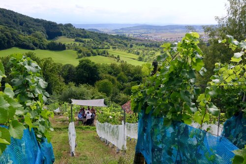 Hauseigener Weinberg | © Hotel Hasen