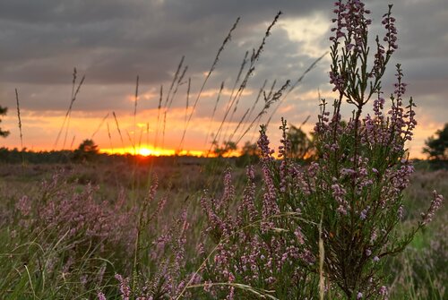 Sonnenuntergang in der Lüneburger Heide | © Ringhotel Sellhorn