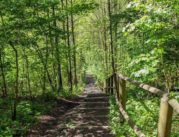 Wanderweg bei Brochterbeck | © Wanderweg bei Brochterbeck/Sabine Braungart